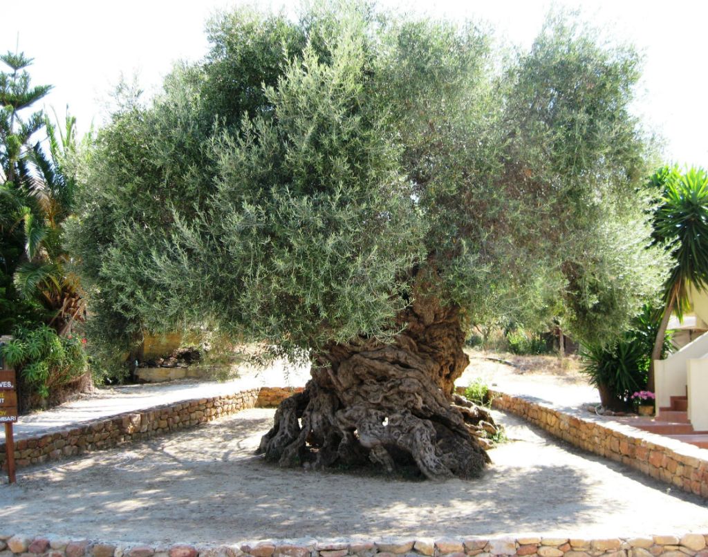The oldest olive tree in the world
